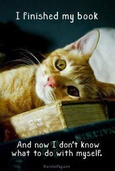 book-done-meme-cat